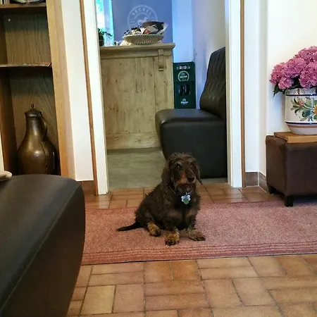 Otel Amadeus Zillertal Tirol Mayrhofen