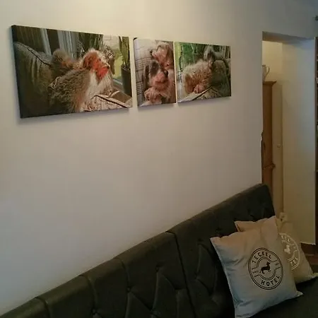 Amadeus Zillertal Tirol